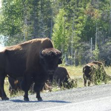 Big Bull im Bison Sanctuary